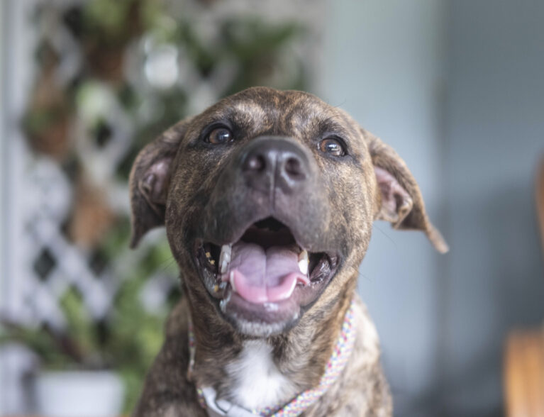 Lovely Lola’s making the most of her second chance