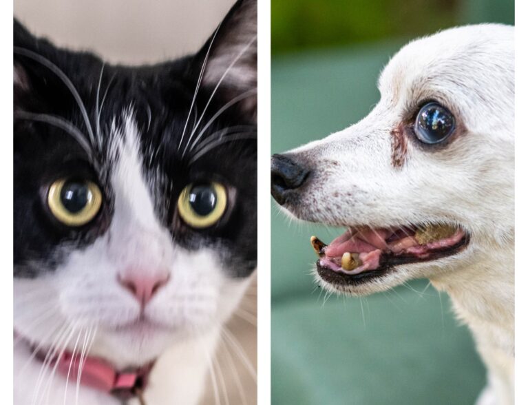 Siblings Bolt and Felicia happily bridge the species gap