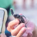 080125 CoastalConnections Turtles JoshuaKodis 008