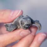 080125 CoastalConnections Turtles JoshuaKodis 009