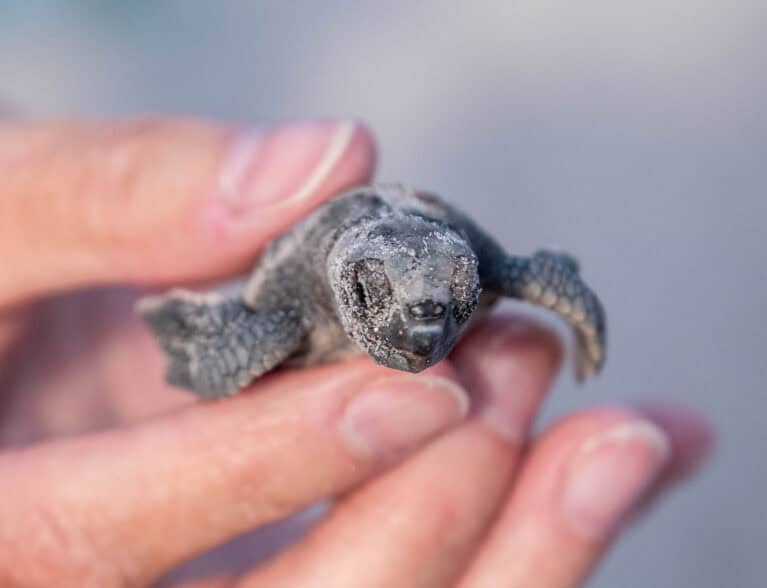 080125 CoastalConnections Turtles JoshuaKodis 009