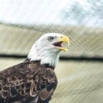 091225 BuschWildlife JoshuaKodis 003