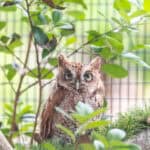 091225 BuschWildlife JoshuaKodis 004