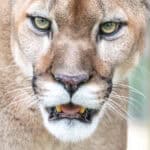 091225 BuschWildlife JoshuaKodis 008