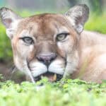 091225 BuschWildlife JoshuaKodis 009