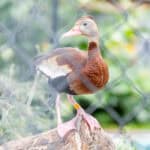 091225 BuschWildlife JoshuaKodis 010