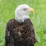091225 BuschWildlife JoshuaKodis 011