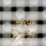 091225 BuschWildlife JoshuaKodis 013