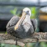 091225 BuschWildlife JoshuaKodis 014