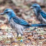 102225 Scrubjays JoshuaKodis 001