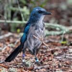 102225 Scrubjays JoshuaKodis 002