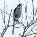 102225 Scrubjays JoshuaKodis 004