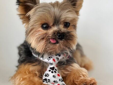 How a ‘Twist’ of fate led Oliver to his fur-ever mom