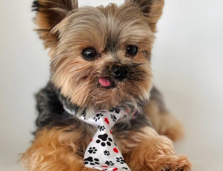 How a ‘Twist’ of fate led Oliver to his fur-ever mom