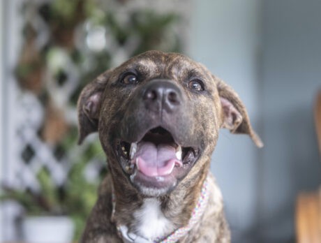 Lovely Lola’s making the most of her second chance