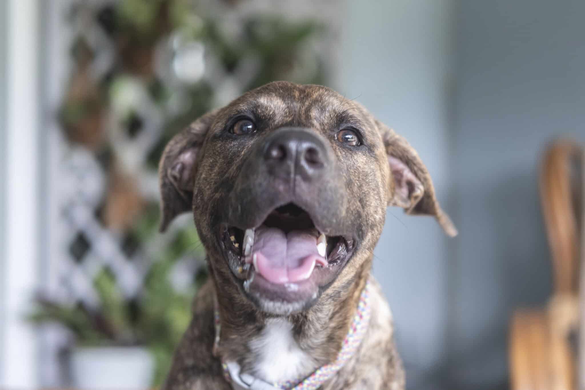 Bonzo