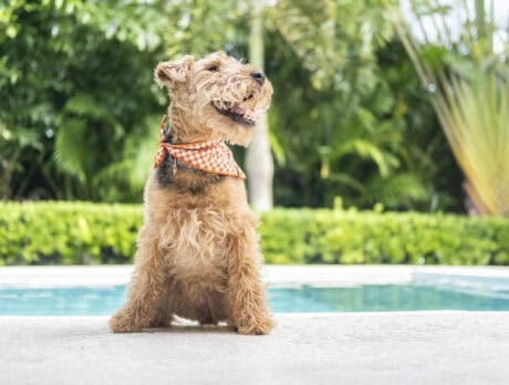 Bonz says marvelous Millie brings joy to the world