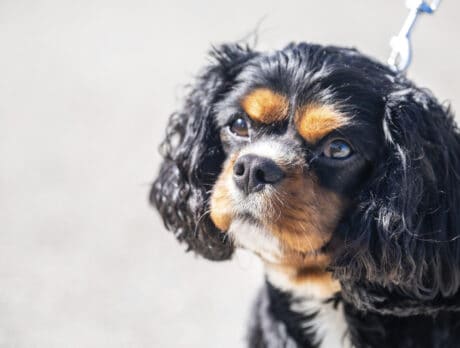 This Presley ain’t nothing but a super-cool Spaniel!