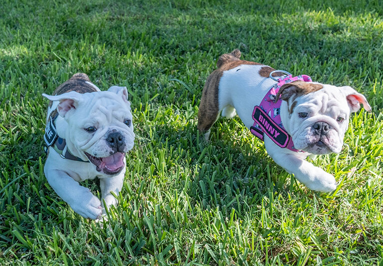 102025 Bonzo GinnyCharlie JoshuaKodis 002