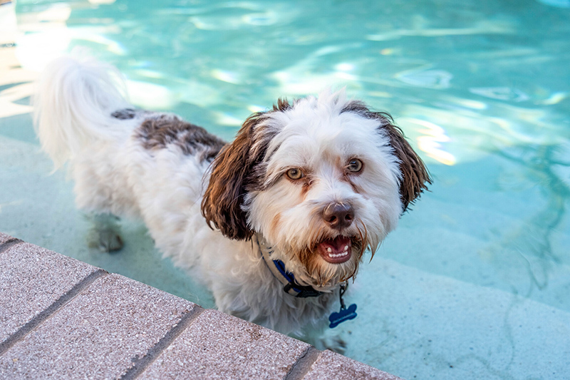 Cuteness and hilarity reign with this cat and dog