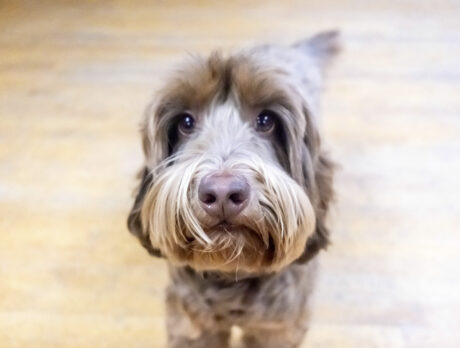 Big-hearted Frankie’s in step with dancers’ feelings