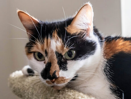 Bonz’s feline friend Lily is a li’l shy, and a lot lovely