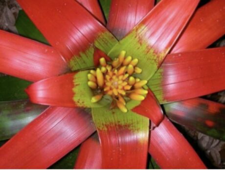 Indian River Bromeliad Society’s Annual Bromeliad Auction