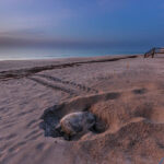 111725 GreenTurtles JoeRimkus 001