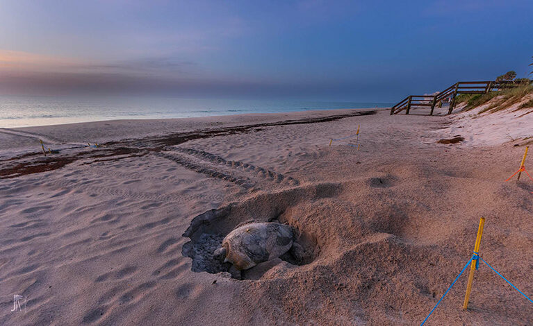 111725 GreenTurtles JoeRimkus 001