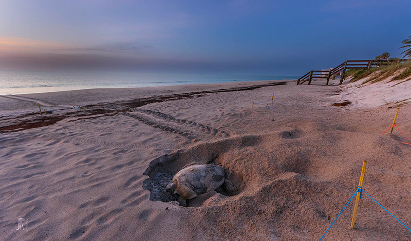 111725 GreenTurtles JoeRimkus 001