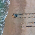 111725 GreenTurtles JoeRimkus 002