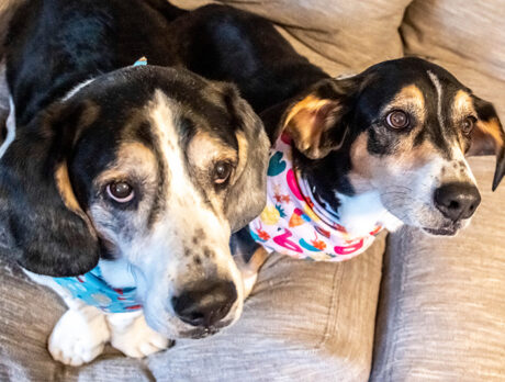 Reggie and Furbie: Super sibs with a neat bark-story