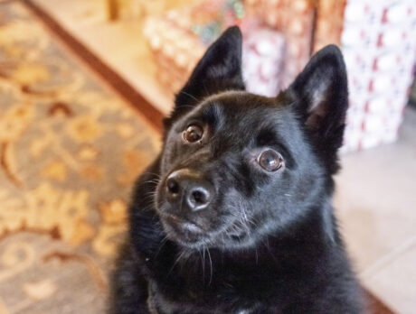 Bear, an emotional support dog, is always there for a hug