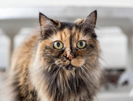 Louisa’s life’s purr-fect now, after a near cat-astrophe