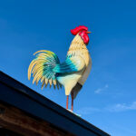 071825 RowdyRooster JoshuaKodis 007