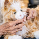 120125 RoboticPets JoshuaKodis 001