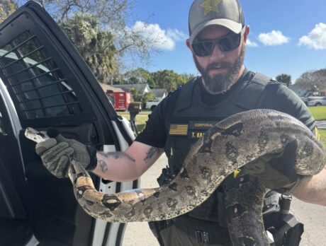 Deputies capture 9-foot long boa constrictor outside woman’s home