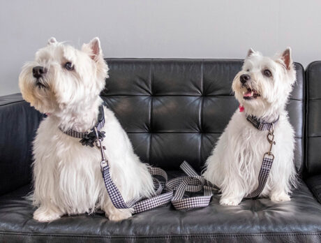 Bonz catches up with Sutton and his Westie bestie Coco