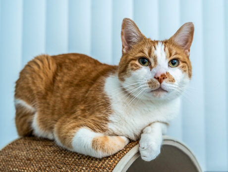 With a loving forever fam, everything’s okey-doke with Kyo