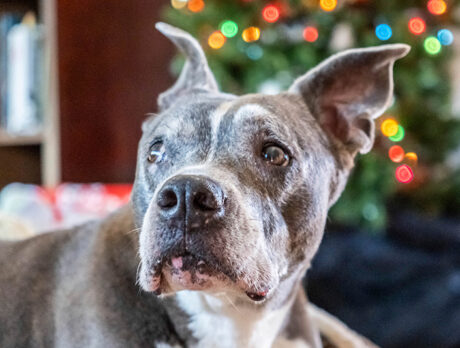 Gandolf’s story proves Christmas wishes do come true