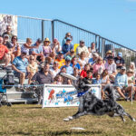 011326 BarkInPark JoshuaKodis 008