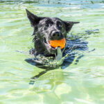 011326 BarkInPark JoshuaKodis 014