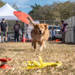 011326 BarkInPark JoshuaKodis 015