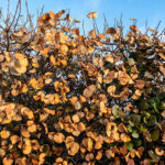 021626 Frozen JoshuaKodis 002