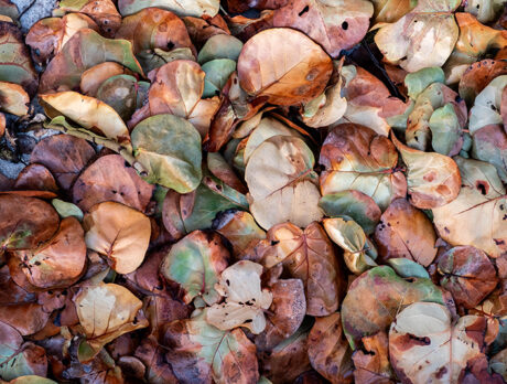 Plants bear brunt of worst cold spell felt here in decades