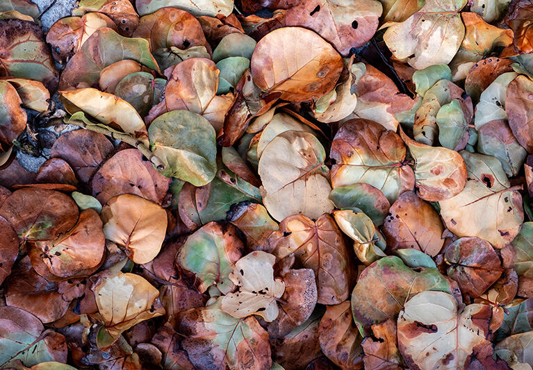 021626 Frozen JoshuaKodis 003