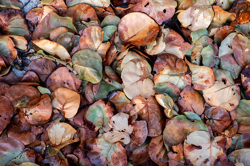 Plants bear brunt of worst cold spell felt here in decades