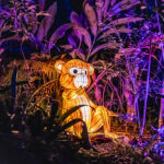 122925 McKee JungleLights JoshuaKodis 017