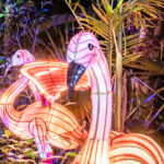 122925 McKee JungleLights JoshuaKodis 020