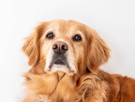 Bonz has a dandy time conversing with lovely Yankee Belle